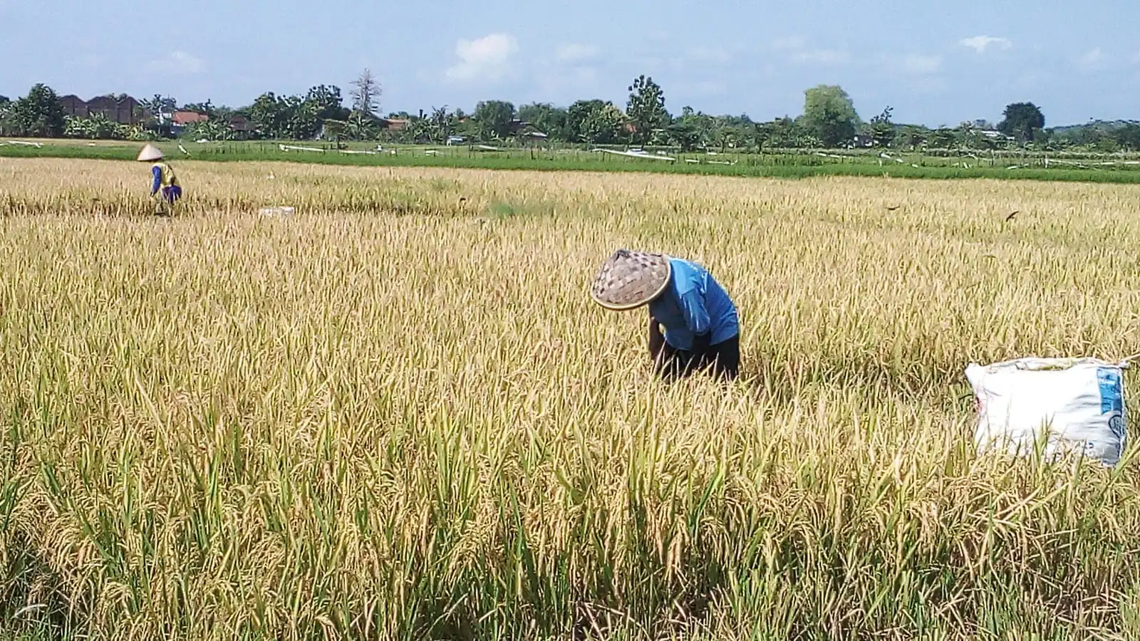 PKS Nilai PPN 12% Bebani Petani & Hambat Swasembada